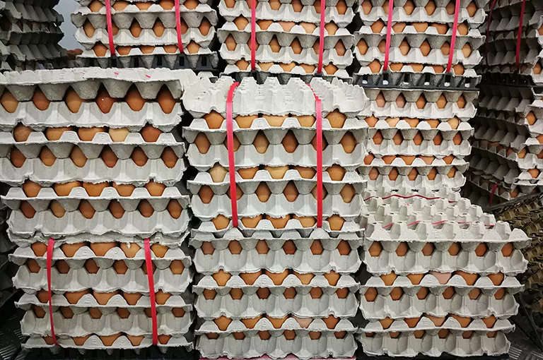 duża ilość jajek w wytłaczankach 